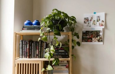 cay xanh trang tri chung cu (2)